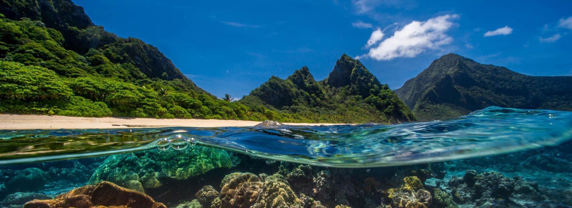 Coralli Duri E Morbidi Sott'acqua Della Spiaggia Di Anse a L'Ane